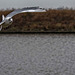 Gull in flight5