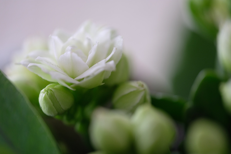 DSCF8214
