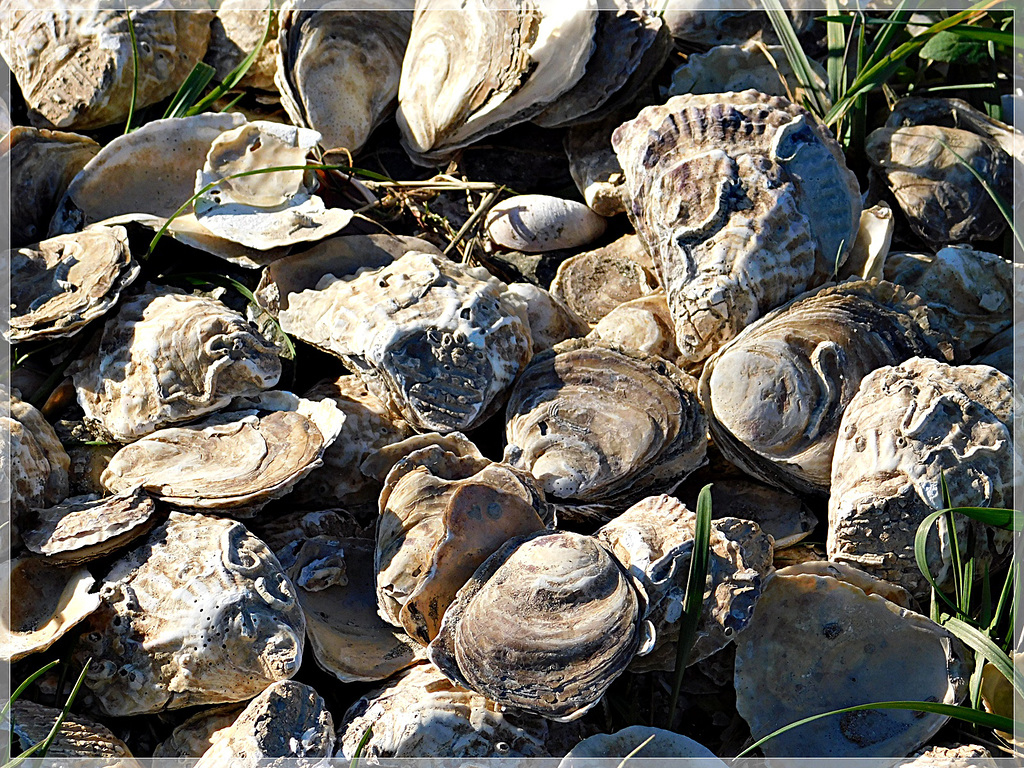 Coquillages à SaintBenoit des Ondes (35)