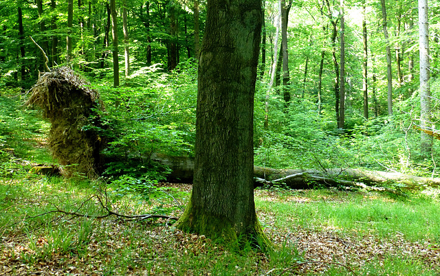 Auf dem Wanderweg Nr. 1