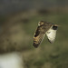 Hibou dans le froid du Sud Ouest.