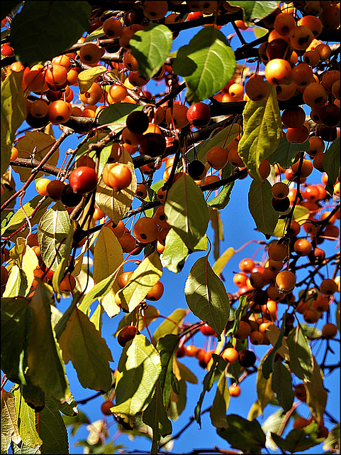 friandise d'automne