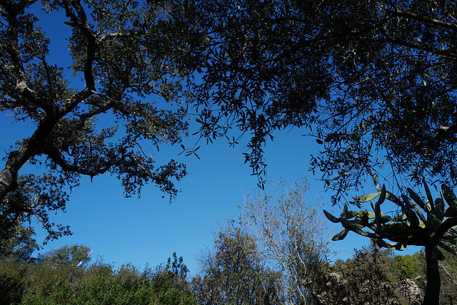 Penedos, Canopy