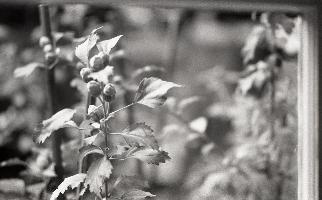 Seed pods