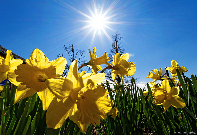 Frühling am Titisee (© Buelipix)