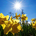 Frühling am Titisee (© Buelipix)