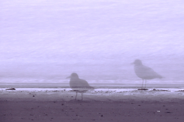 Schrödinger's Seagull