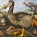Dodo and Friends – Natural History Museum, South Kensington, London, England
