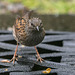 Dunnock on the doormat!