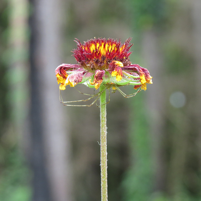 Flower and friend