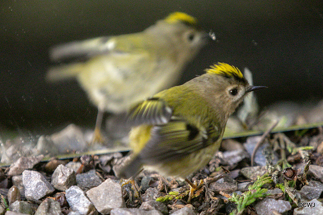 Goldcrest performing in front of a mirror