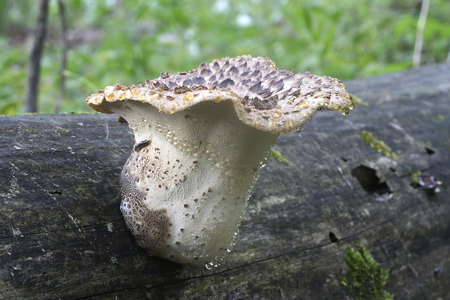 Dryad's Saddle