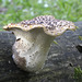 Dryad's Saddle