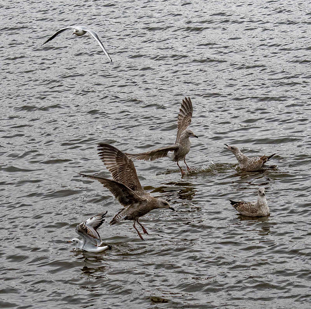 Gulls