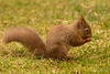 The Red Squirrel family back in action after the cold snap