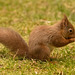 The Red Squirrel family back in action after the cold snap