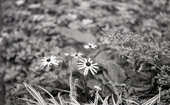 Black-eyed Susan