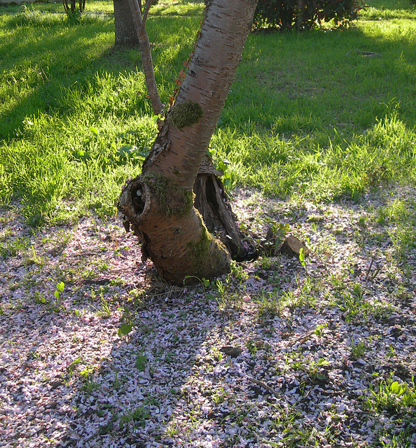 Histoire de dissiper un mystère en forme de neige...