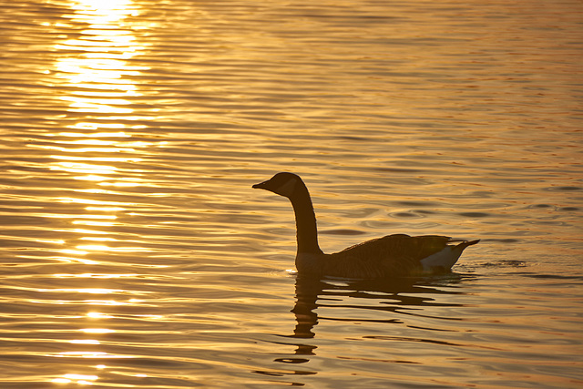 Sunrise paddler