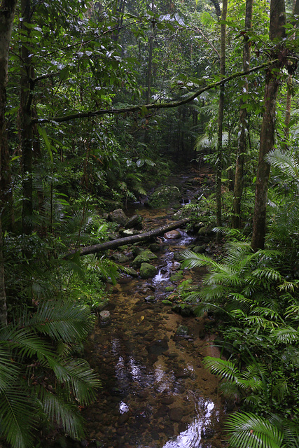 Mossman Gorge, Daintree Rainforest