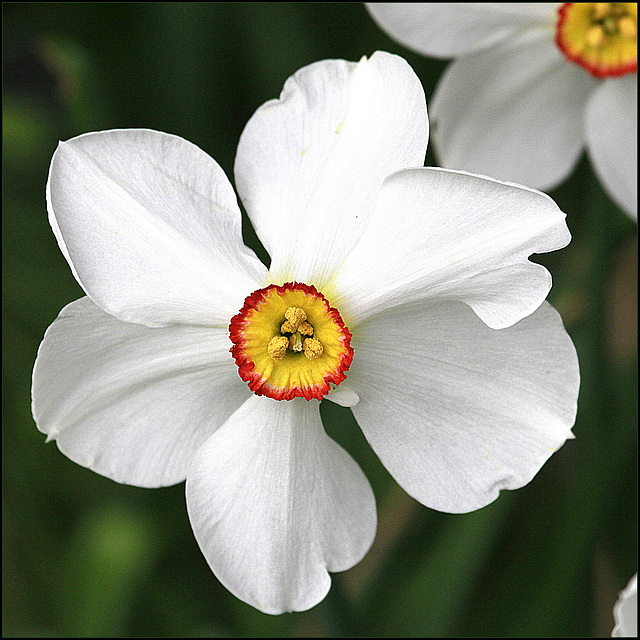 Rester poète pour un narcisse