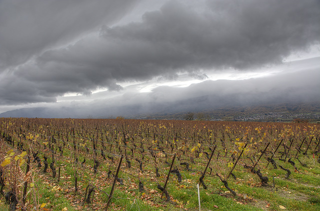 Menace sur les vignes