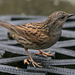 Dunnock on the doormat!