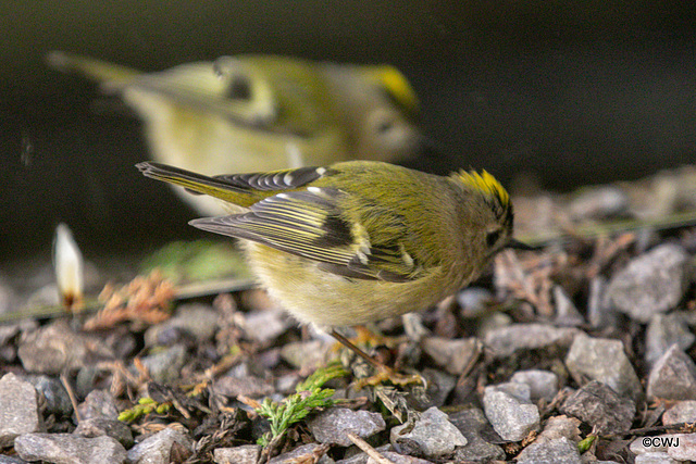 Goldcrest performing in front of a mirror