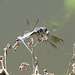 Common pondhawk