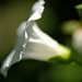 DSCF0378