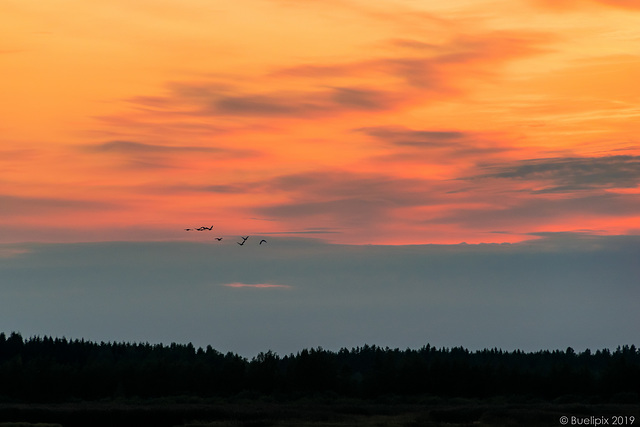 Sonnenuntergang im Naturschutzgebiet Liminganlahti (© Buelipix)