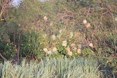 Weaver Bird nests, River Nile