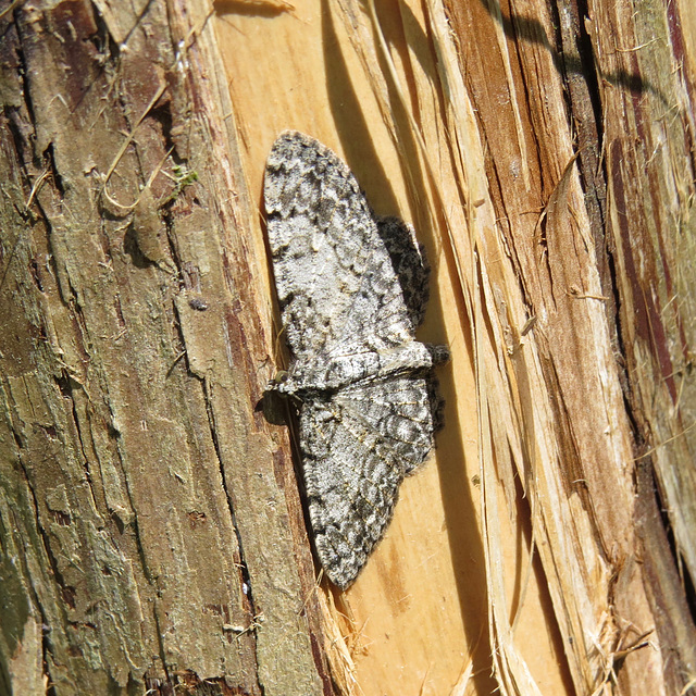 Common gray moth