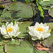 Sun opening the water lily flowers