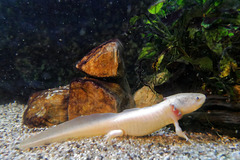 Ambystoma Mexicanum (Axolotl)