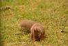 The Red Squirrel family back in action after the cold snap