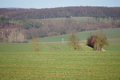 Spaziergang bei Gieboldehausen III