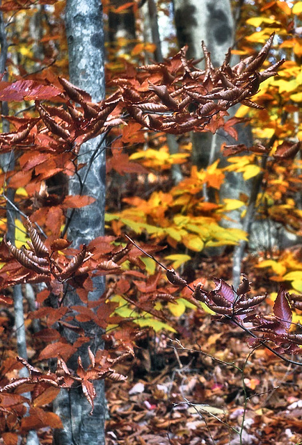 October Leaves