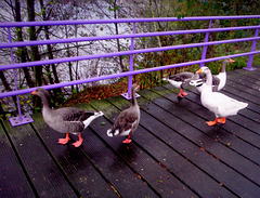 Lilac HFF for  everyone  and   the ducks