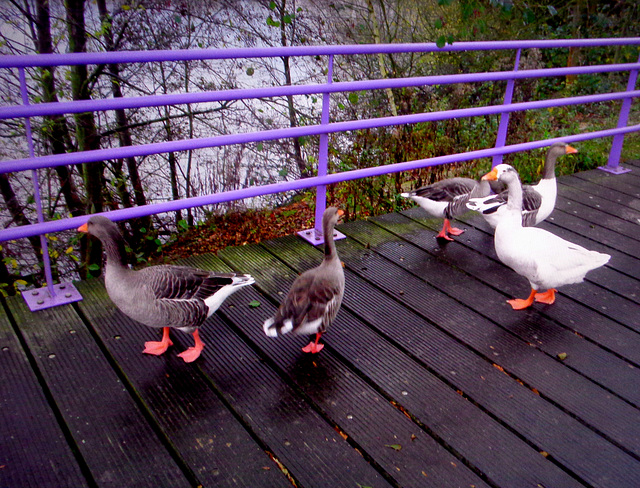 Lilac HFF for  everyone  and   the ducks
