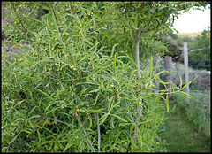 Pittosporum heterophyllum