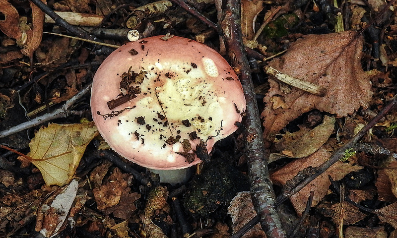 20170923 2979CPw [D~MI] Verblassender Täubling (Russula pulchella), Großes Torfmoor, Hille
