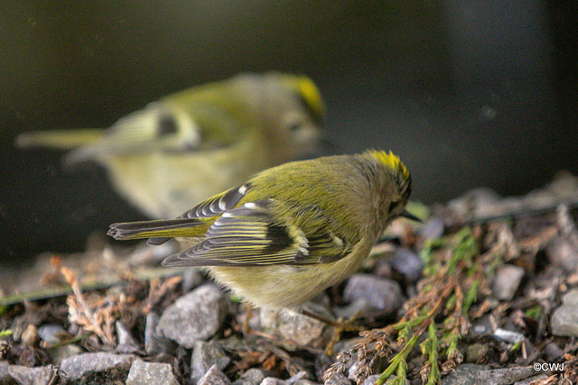 Goldcrest performing in front of a mirror