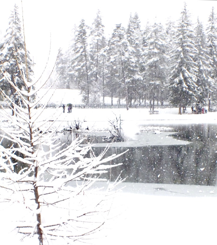 snowy day fence