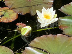 Sun opening the water lily flowers