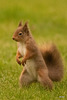 The Red Squirrel family back in action after the cold snap