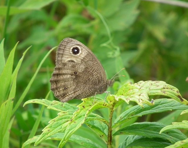 satyre des prés femelle / female wood nymph