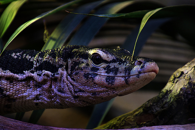 Quand t'as un varan qui te fixe , ne le regarde pas . En général dégoûté il s'en va ( le varan sort ) , mais pas toujours....