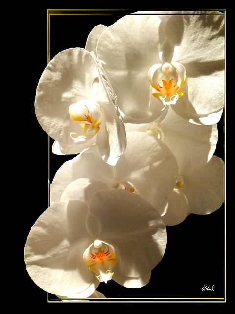 White Orchids...  ©UdoSm