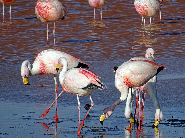 Flamingo's  in Lake Colorado-Chile